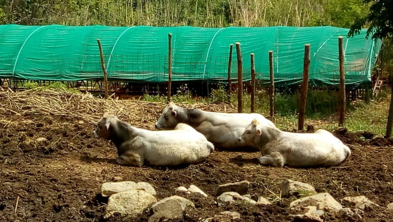 제노바 Agriturismo Fattoria Montecontessa 빌라 외부 사진