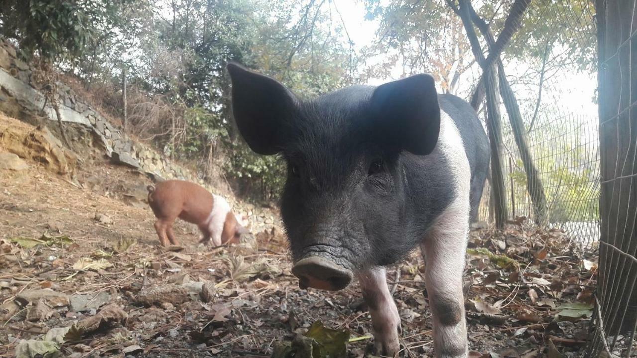 제노바 Agriturismo Fattoria Montecontessa 빌라 외부 사진
